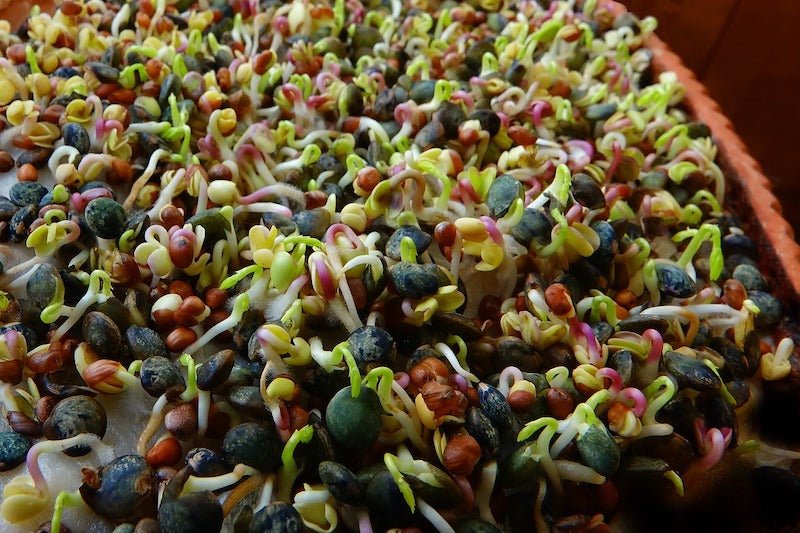 Keimlinge & Sprossen – Eine Anleitung zum Selber Ziehen - DATTELBAER