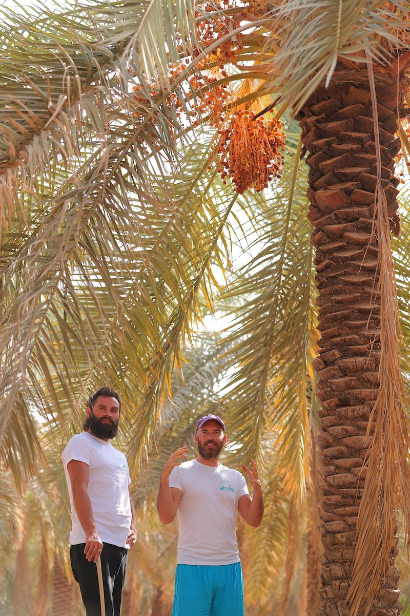 So wachsen Deine DATTELBÄR Bio Datteln! - DATTELBAER