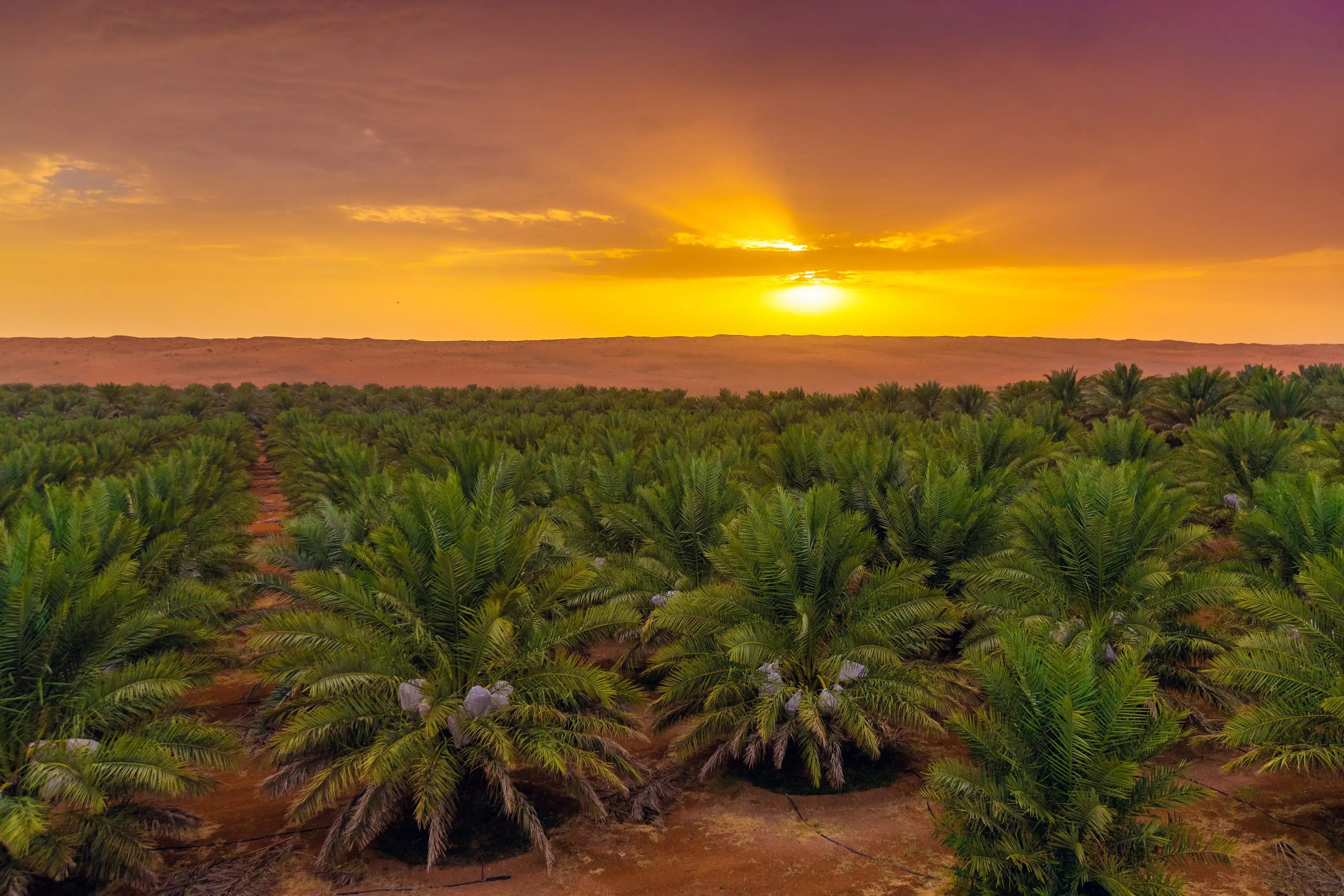 Reihen üppig grüner Palmen erstrecken sich über eine Plantage unter einem leuchtend orangefarbenen und violetten Sonnenuntergangshimmel, wobei die Sonnenstrahlen die Landschaft und die fernen Hügel am Horizont beleuchten.