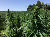 BIO Hanftee mit CBD – hoher Blütenanteil - DATTELBAER