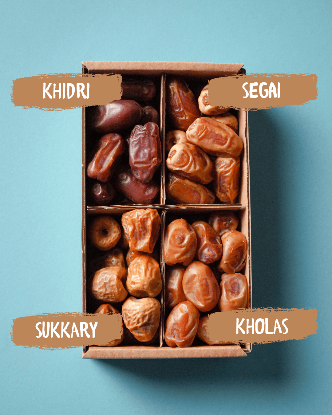 Dattel Selektion BIO Premium Large – Sukkari, Kholas, Khidri & Seqee - DATTELBAER