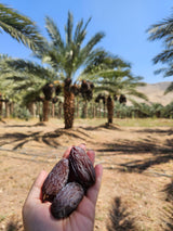 Eine Hand hält mehrere DATTELBAER Medjool-Datteln BIO Premium Medium – weich & mittelgroß – vor einem üppigen Dattelpalmenhain unter strahlend blauem Himmel, während das Sonnenlicht Schatten auf den Boden wirft.