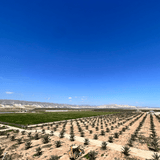 Medjool Datteln BIO Choice – bissfest & klein - DATTELBAER