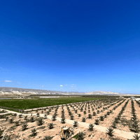 Medjool Datteln BIO Choice – bissfest & klein - DATTELBAER