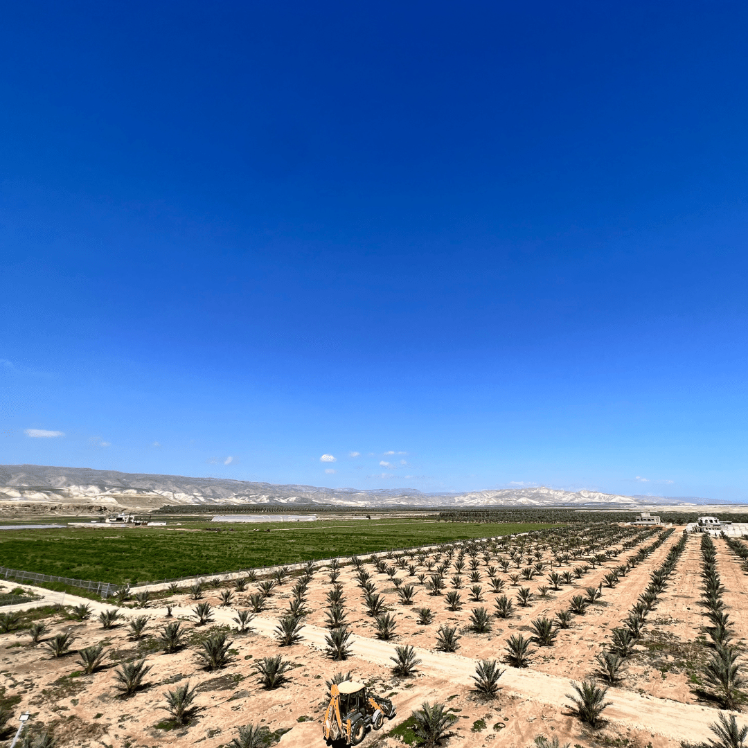 Medjool Datteln BIO Choice – bissfest & klein - DATTELBAER