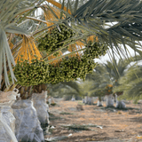 Medjool Datteln BIO Choice – bissfest & klein - DATTELBAER