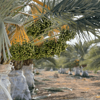 Medjool Datteln BIO Choice – bissfest & klein - DATTELBAER