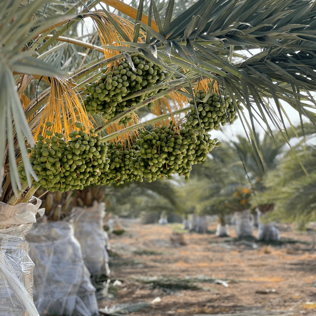 Medjool Datteln BIO Choice – bissfest & klein - DATTELBAER