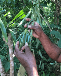 Vanille Dattelzucker - DATTELBAER