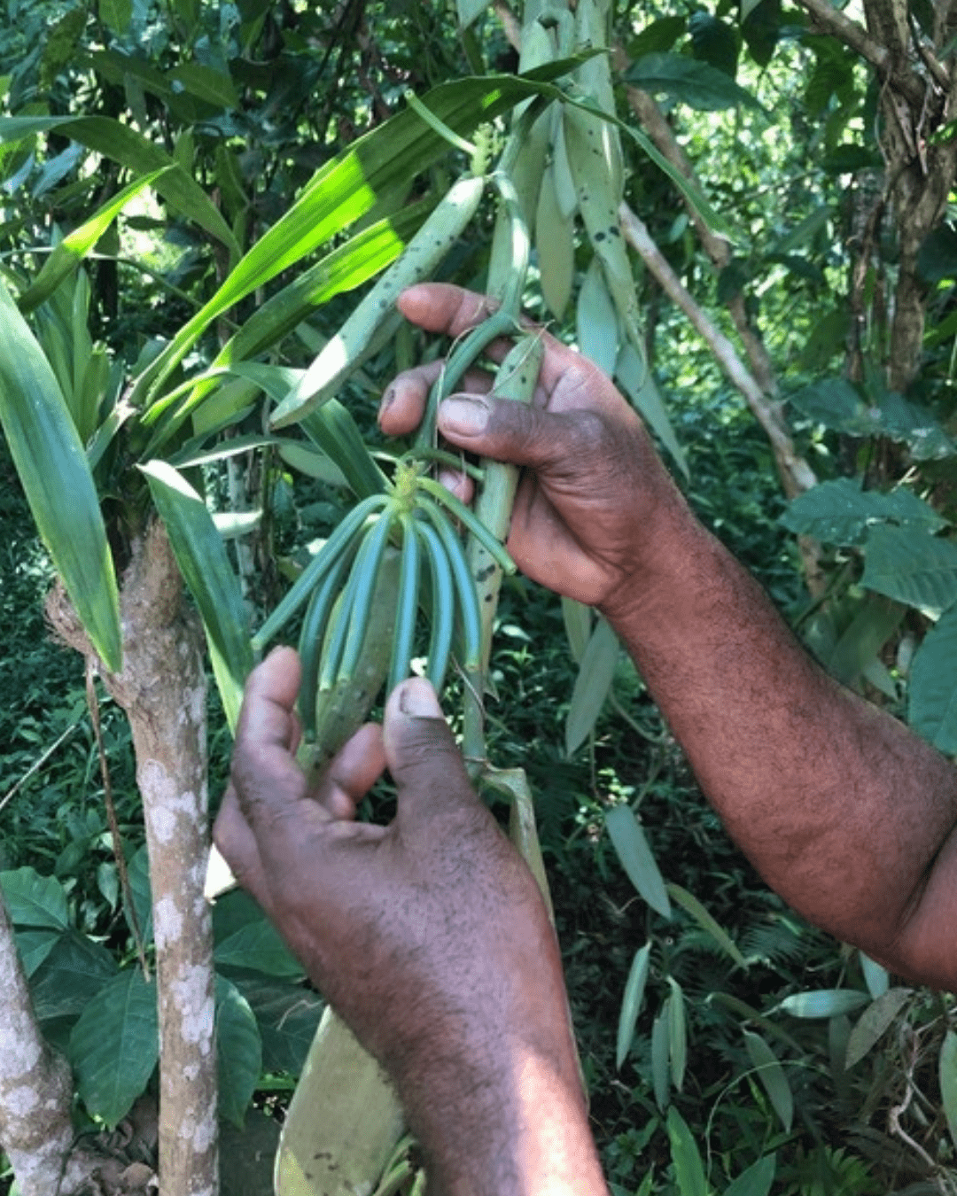 Vanille Dattelzucker - DATTELBAER