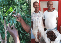 Vanille Dattelzucker - DATTELBAER